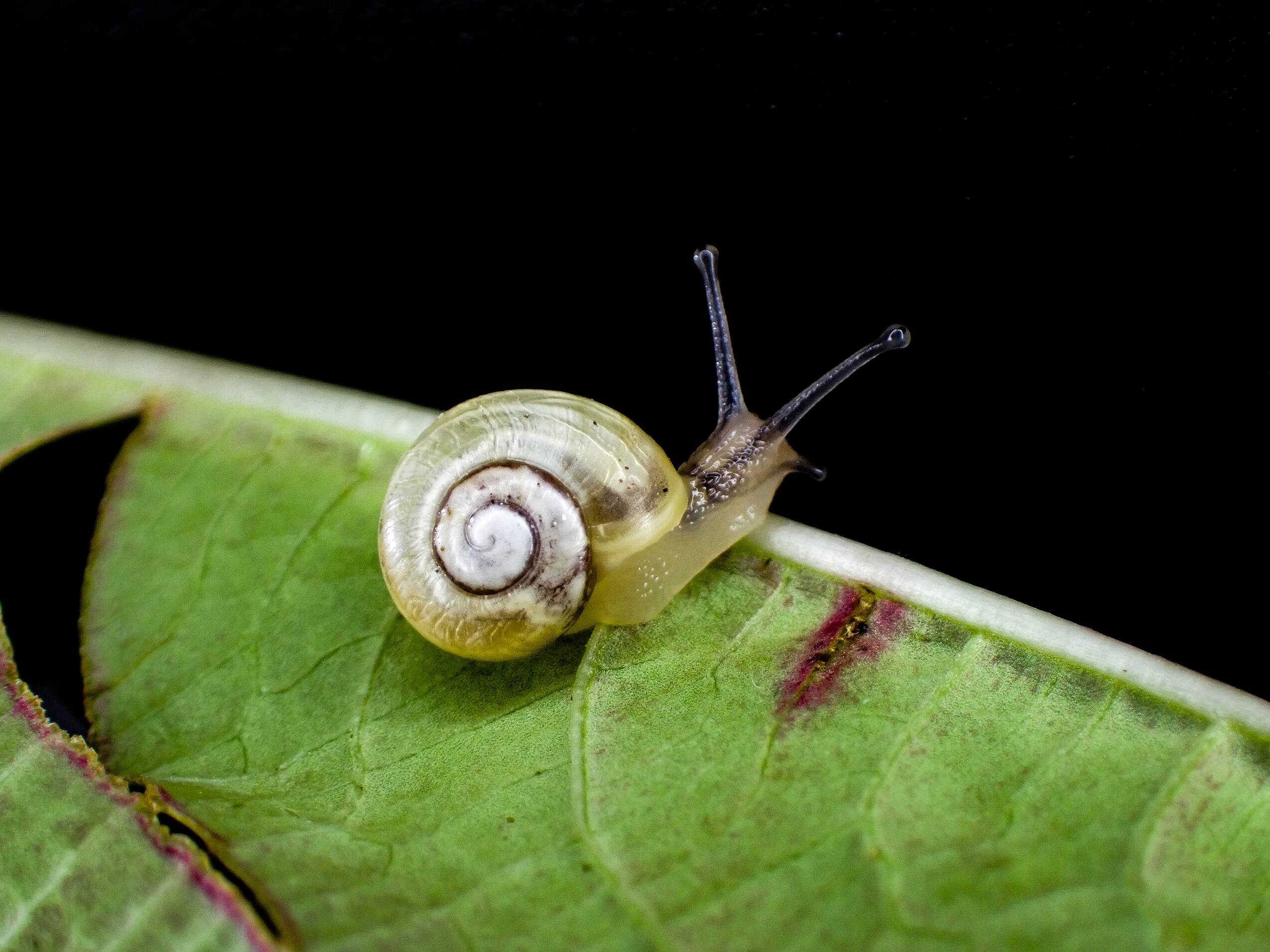shell, snail, animal, garden, nature, close up, mollusk, snail, snail, snail, snail, snail