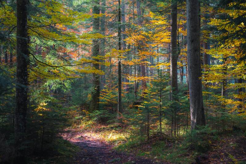 news-events/hiking-with-the-forest-ranger-s211775
